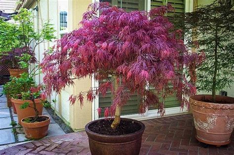 japanese maple tree care in pots
